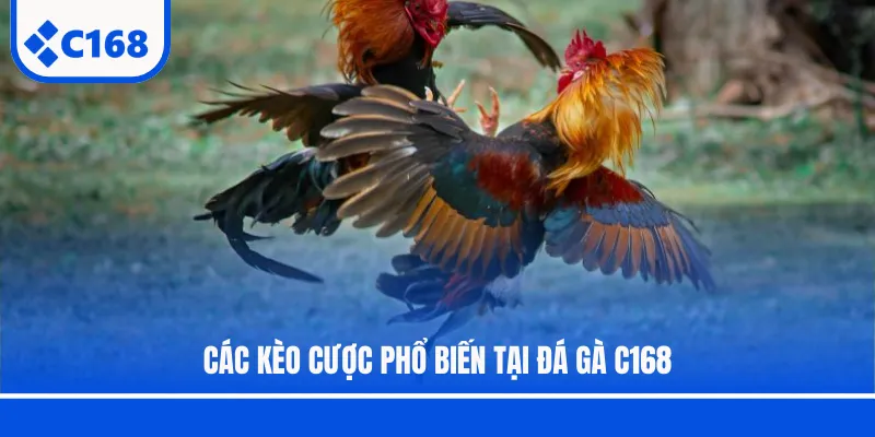 Các kèo cược phổ biến tại đá gà C168