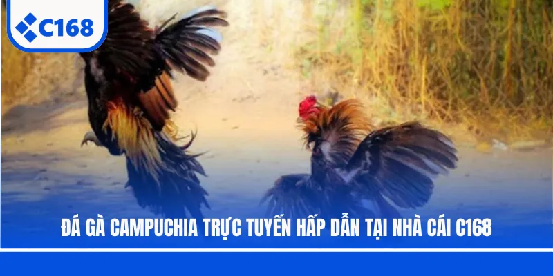 Đá Gà Campuchia Trực Tuyến Hấp Dẫn Tại Nhà Cái C168