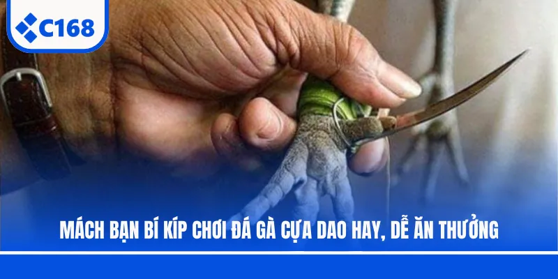 Mách bạn bí kíp chơi đá gà cựa dao hay, dễ ăn thưởng
