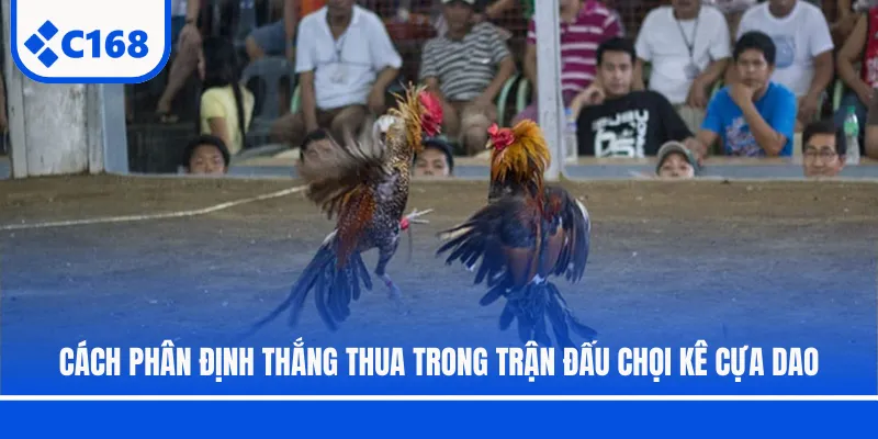 Cách phân định thắng thua trong trận đấu chọi kê cựa dao