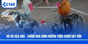 Đá Gà Cựa Dao - Thăng Hoa Cùng Những Trận Chiến Gay Cấn