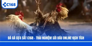 Đá Gà Cựa Sắt C168 - Trải Nghiệm Sới Đấu Online Kịch Tích