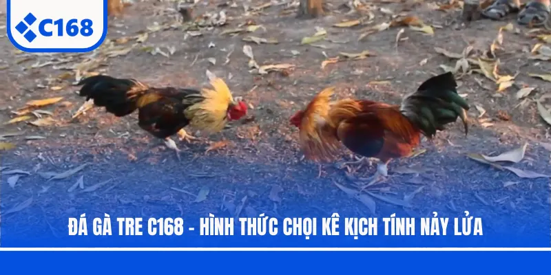 Đá Gà Tre C168 - Hình Thức Chọi Kê Kịch Tính Nảy Lửa