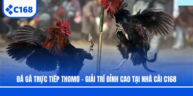 Đá Gà Trực Tiếp Thomo - Giải Trí Đỉnh Cao Tại Nhà Cái C168