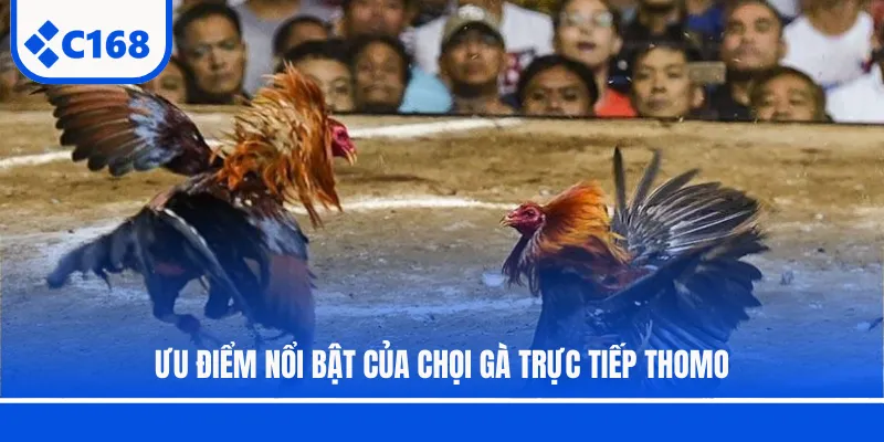 Ưu điểm nổi bật của chọi gà trực tiếp Thomo