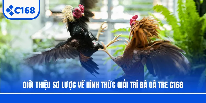 Giới thiệu sơ lược về hình thức giải trí đá gà tre C168