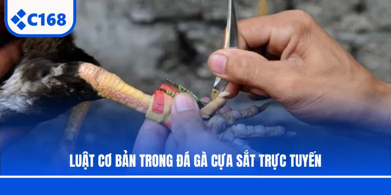 Luật cơ bản trong đá gà cựa sắt trực tuyến