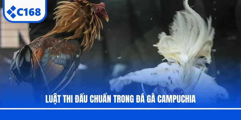 Luật thi đấu chuẩn trong đá gà Campuchia