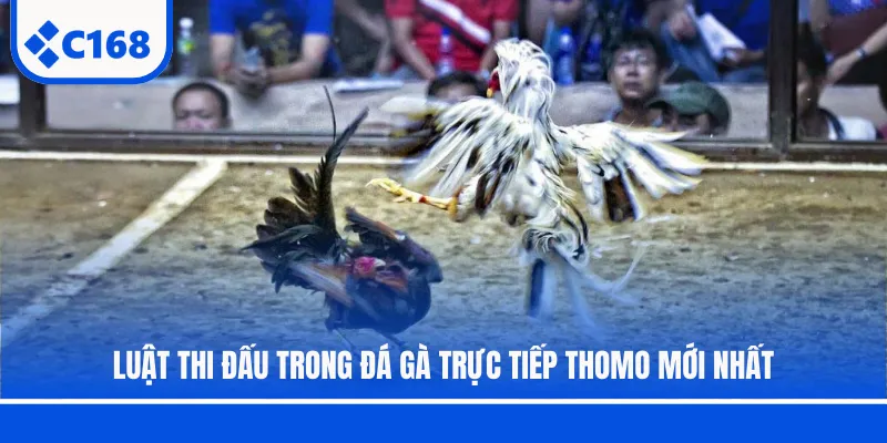 Luật thi đấu trong đá gà trực tiếp Thomo mới nhất