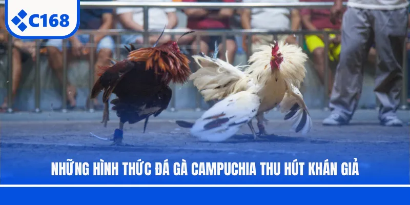 Những hình thức đá gà Campuchia thu hút khán giả