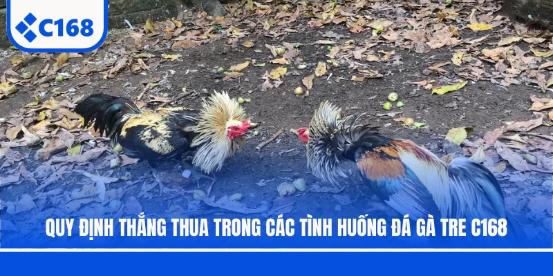 Quy định thắng thua trong các tình huống đá gà tre C168