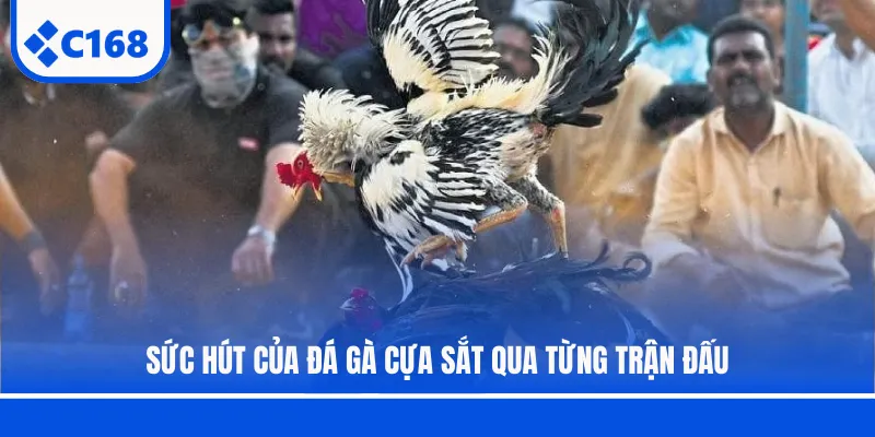 Sức hút của đá gà cựa sắt qua từng trận đấu