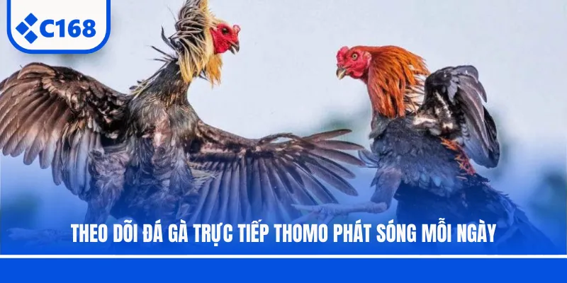 Theo dõi đá gà trực tiếp Thomo phát sóng mỗi ngày