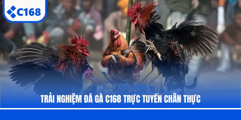 Trải nghiệm đá gà C168 trực tuyến chân thực