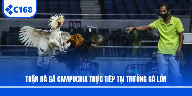 Trận đá gà Campuchia trực tiếp tại trường gà lớn
