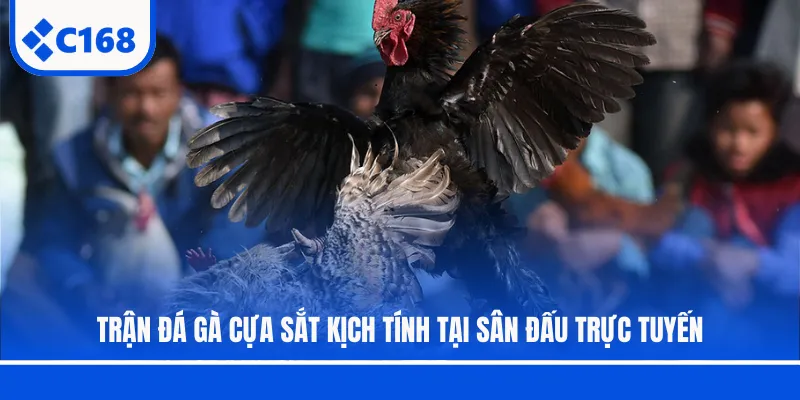 Trận đá gà cựa sắt kịch tính tại sân đấu trực tuyến